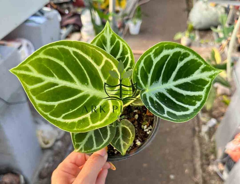 Anthurium Tissue Culture Plantlet