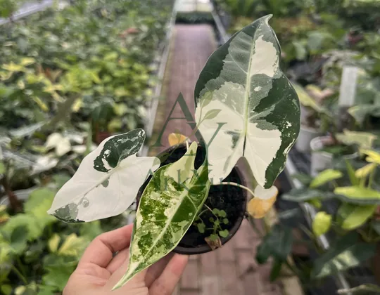 Alocasia Tissue Culture Plantlet
