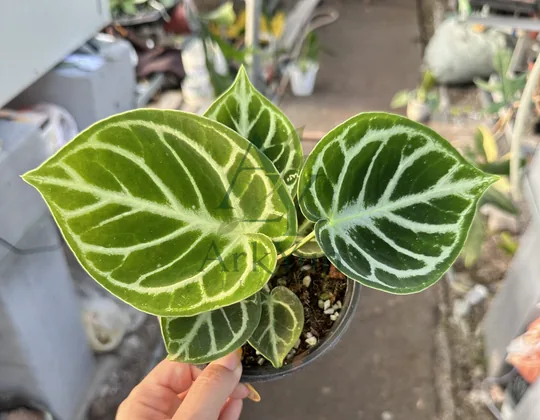 Anthurium Tissue Culture Plantlet