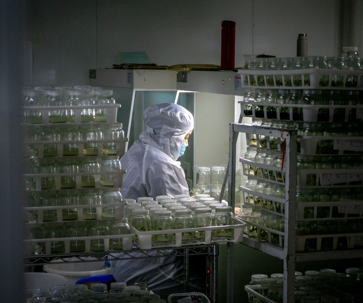 China Tissue Culture Plants Supplier for Global Growers