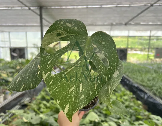 Monstera Tissue Culture Plantlet