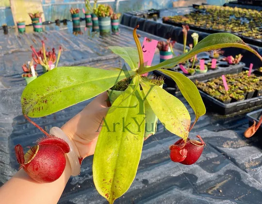 Nepenthes Tissue Culture Plantlet