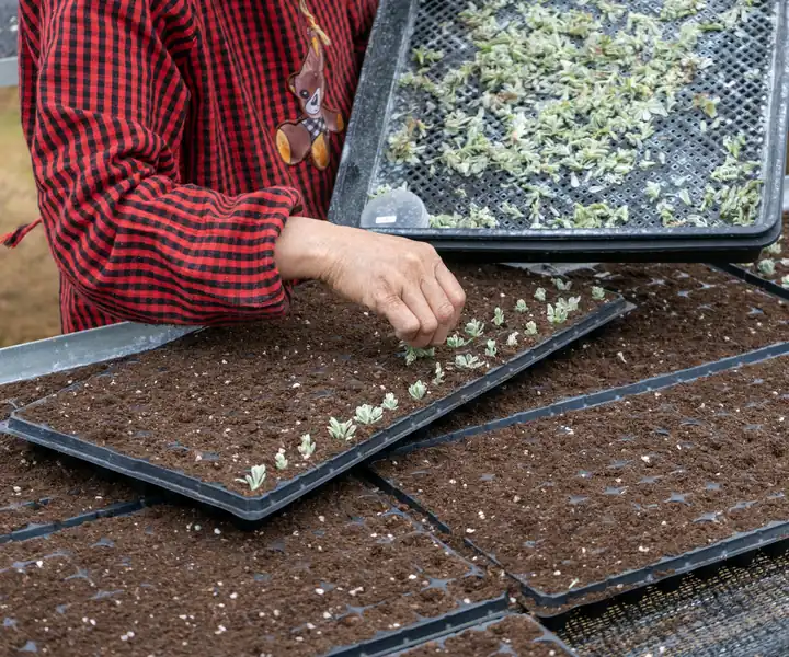 planting-young-succulents-in-nursery-trays