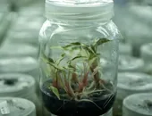 Tissue culture of Araceae plants
