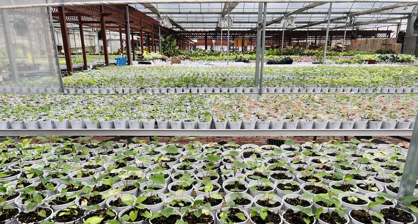 arkyun-plants-acclimatization-greenhouse