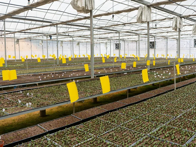 arkyun-plants-agave-greenhouse