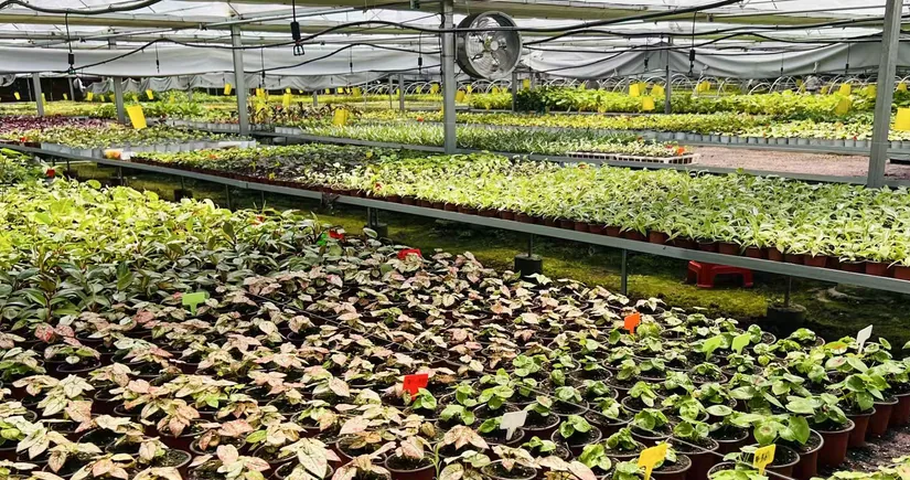 arkyun-plants-foliage-young-plants-greenhouse