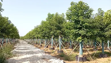 arkyun-plants-landscape-tree-nursery