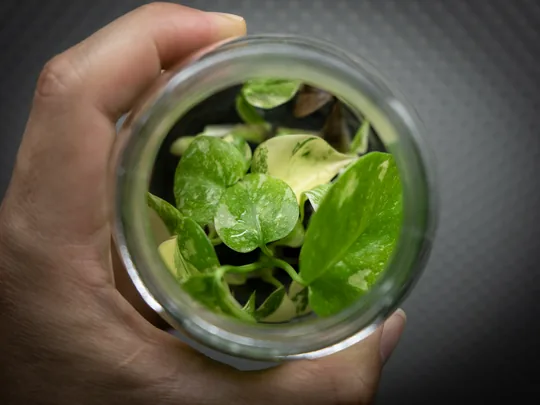 arkyun-plants-monstera-thai-constellation-tissue-culture-plantlets