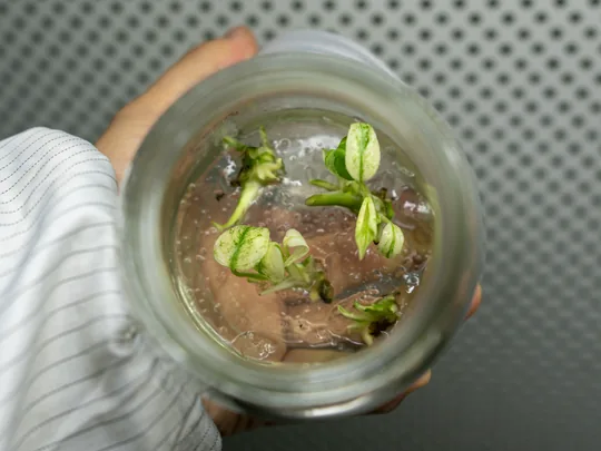 arkyun-plants-monstera-white-monster-tissue-culture-plantlets