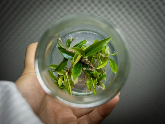 arkyun-plants-philodendron-caramel-marble-tissue-culture-plantlets