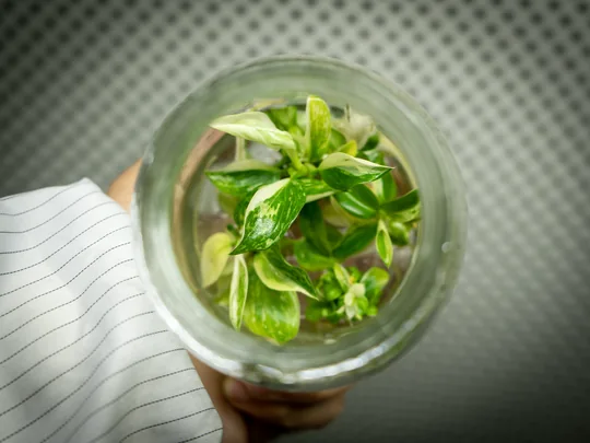 arkyun-plants-philodendron-jose-buono-tissue-culture-plantlets