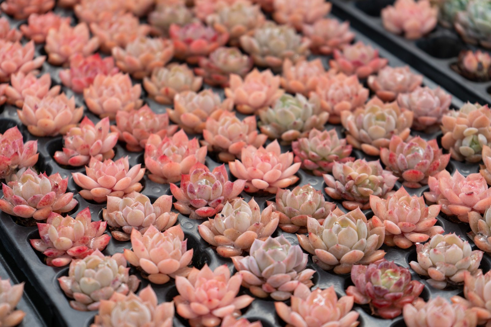 arkyun-plants-pink-echeveria-succulents