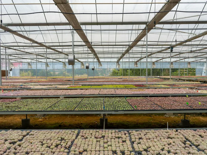arkyun-plants-succulent-greenhouse
