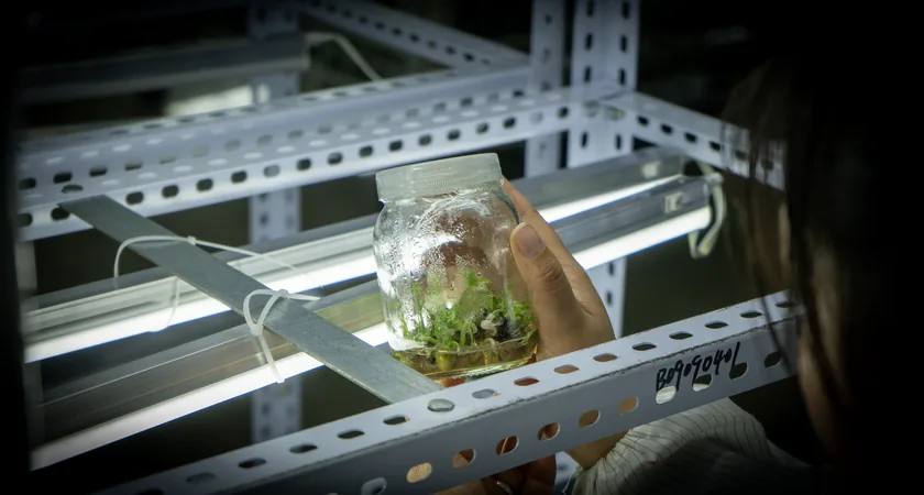 arkyun-plants-tissue-culture-plantlet-inspection
