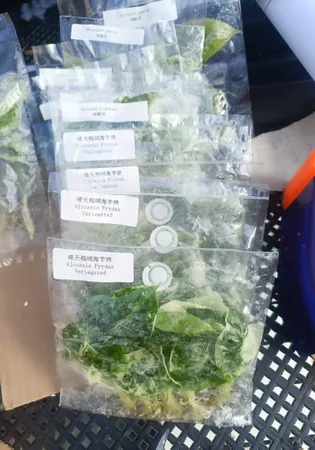 arkyun-plants-tissue-culture-plantlet-packaging