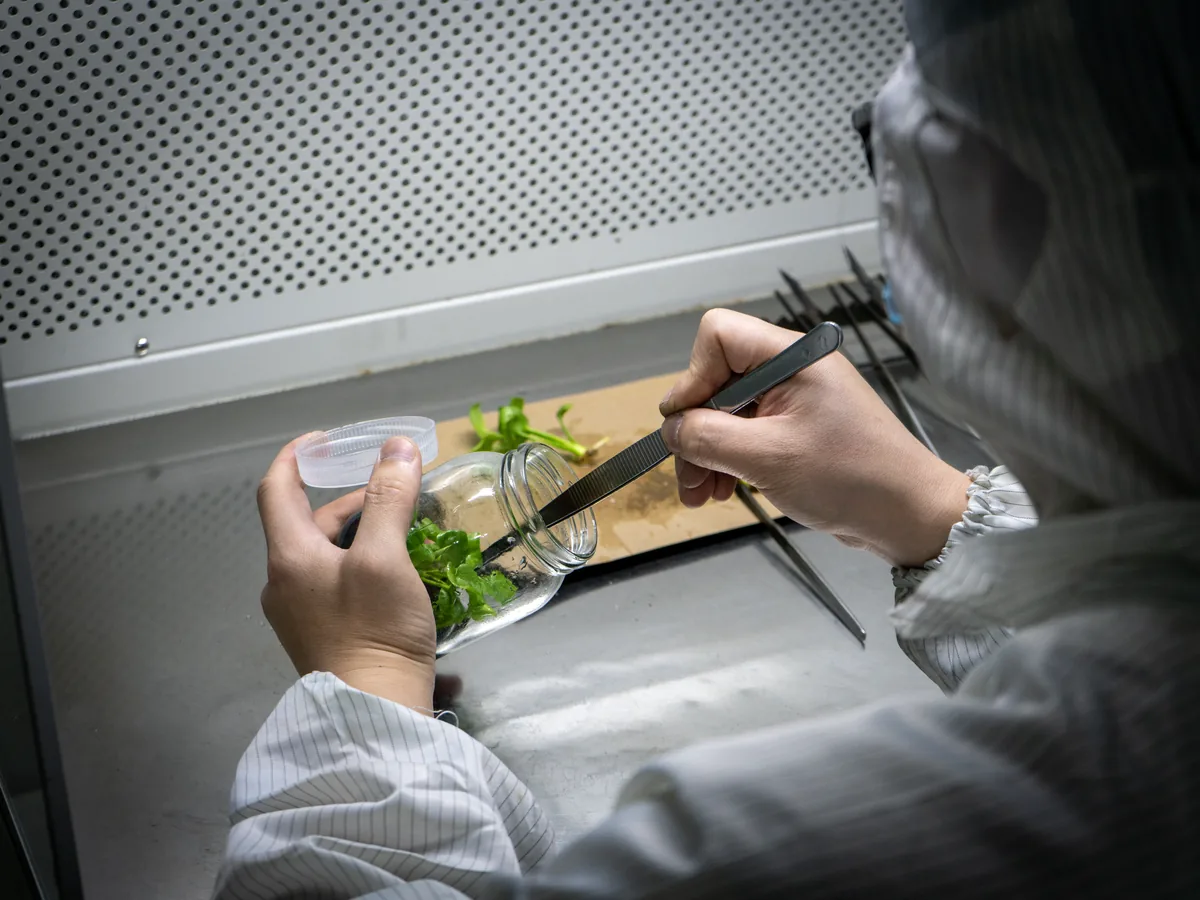 arkyun-plants-tissue-culture-plantlet-subculture