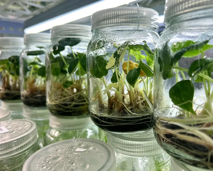 arkyun-plants-tissue-culture-plantlets-growth-room
