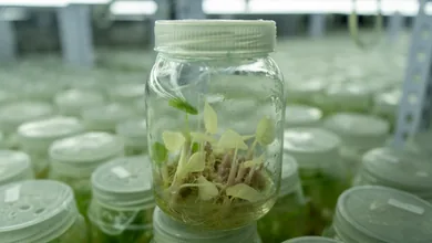 arkyun-plants-tissue-culture-plantlets