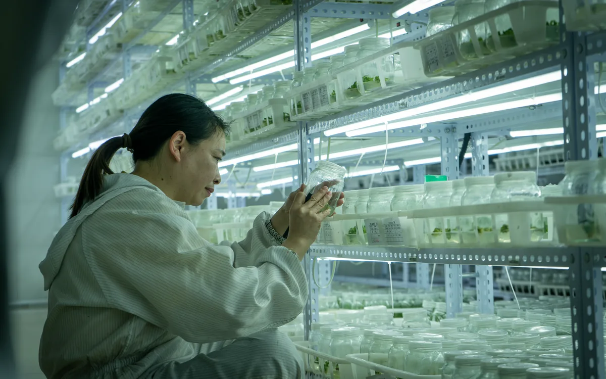 arkyun-plants-tissue-culture-propagation-monitoring