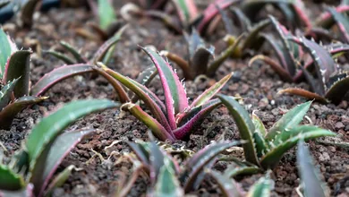arkyun-plants-variegated-agave-nursery