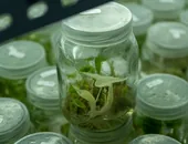 plant-tissue-culture-plantlets-in-laboratory-jars