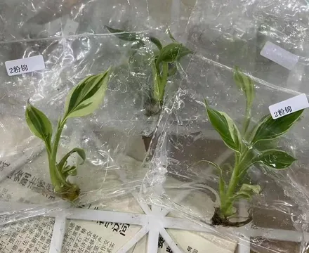 rooted-tissue-culture-plantlets-in-culture-bags