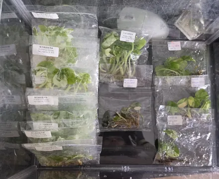 tissue-culture-plantlets-in-sealed-culture-bags