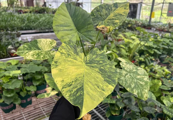 variegated-tropical-foliage-plant-in-greenhouse