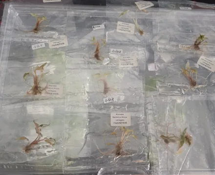 young-plant-tissue-culture-in-culture-bags